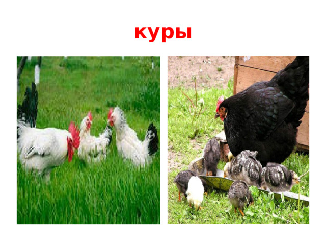 куры  