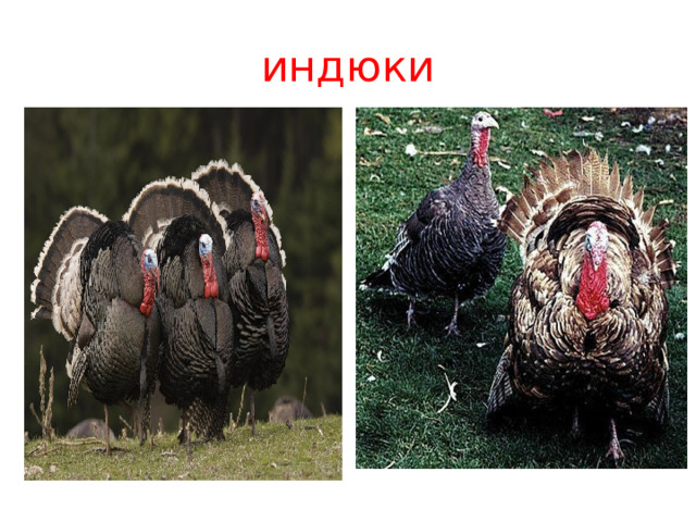 индюки В природе живут в Америке.  