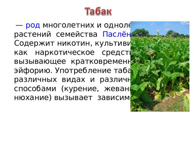   —  род  многолетних и однолетних растений семейства Паслёновые  . Содержит никотин, культивируется как  наркотическое  средство, вызывающее кратковременную эйфорию. Употребление табака в различных видах и различными способами (курение, жевание, нюхание) вызывает зависимость. 