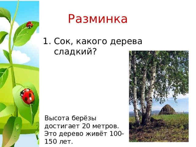 Разминка Сок, какого дерева сладкий? Высота берёзы достигает 20 метров. Это дерево живёт 100-150 лет. 