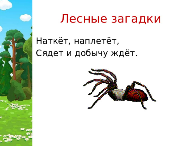 Лесные загадки Наткёт, наплетёт, Сядет и добычу ждёт. 