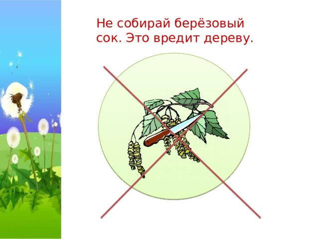 Не собирай берёзовый сок. Это вредит дереву. 