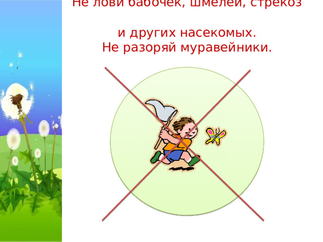Не лови бабочек, шмелей, стрекоз  и других насекомых.  Не разоряй муравейники.   