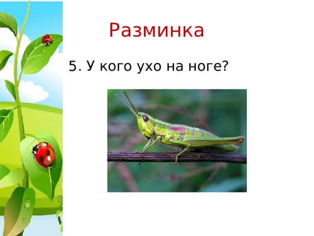 Разминка 5. У кого ухо на ноге? 