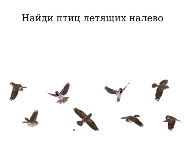 Найди птиц летящих налево 