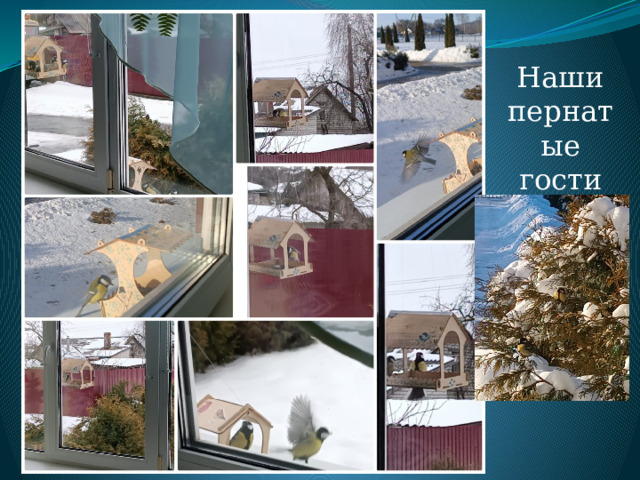 Наши пернатые гости 