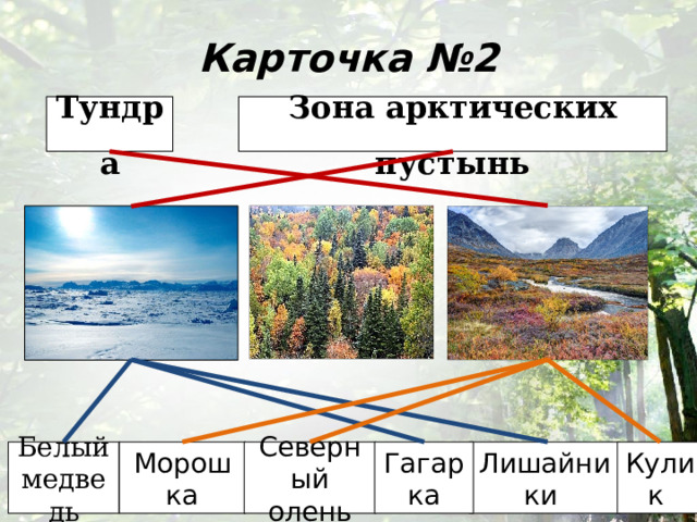 Карточка №2 Зона арктических пустынь Тундра Кулик Лишайники Северный олень Морошка Белый медведь Гагарка 