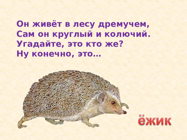 Он живёт в лесу дремучем,  Сам он круглый и колючий.  Угадайте, это кто же?  Ну конечно, это… 