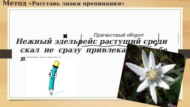 Метод «Расставь знаки препинания» Причастный оборот , , Нежный эдельвейс растущий среди скал не сразу привлекает к себе внимание. 