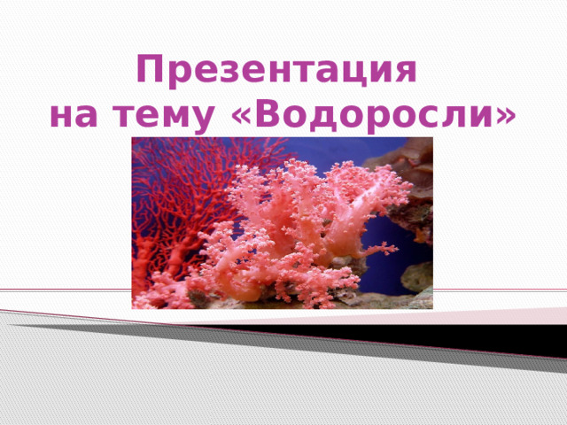Презентация  на тему «Водоросли» 