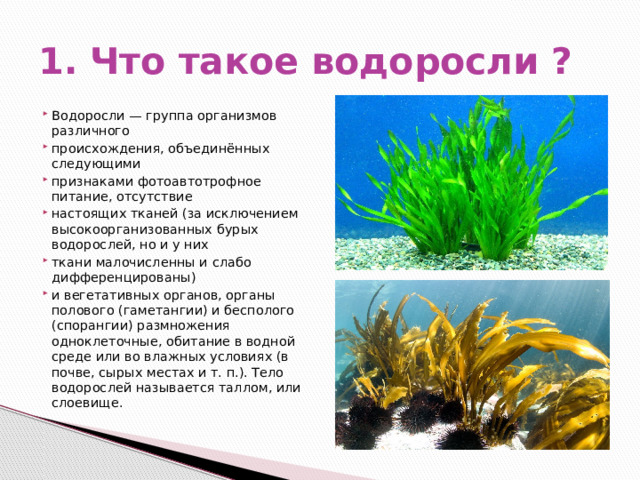 1. Что такое водоросли ? Водоросли — группа организмов различного происхождения, объединённых следующими признаками фотоавтотрофное питание, отсутствие настоящих тканей (за исключением высокоорганизованных бурых водорослей, но и у них ткани малочисленны и слабо дифференцированы) и вегетативных органов, органы полового (гаметангии) и бесполого (спорангии) размножения одноклеточные, обитание в водной среде или во влажных условиях (в почве, сырых местах и т. п.). Тело водорослей называется таллом, или слоевище. 