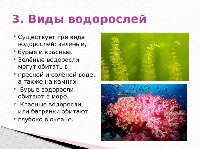 3. Виды водорослей Существует три вида водорослей: зелёные, бурые и красные. Зелёные водоросли могут обитать в пресной и солёной воде, а также на камнях.  Бурые водоросли обитают в море.  Красные водоросли, или багрянки обитают глубоко в океане. 