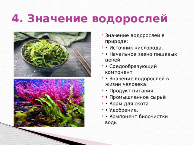 4. Значение водорослей Значение водорослей в природе: • Источник кислорода. • Начальное звено пищевых цепей • Средообразующий компонент • Значение водорослей в жизни человека: • Продукт питания. • Промышленное сырьё • Корм для скота • Удобрение. • Компонент биоочистки воды 