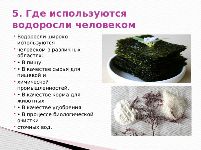 5. Где используются водоросли человеком Водоросли широко используются человеком в различных областях: • В пищу. • В качестве сырья для пищевой и химической промышленностей. • В качестве корма для животных • В качестве удобрения • В процессе биологической очистки сточных вод. 