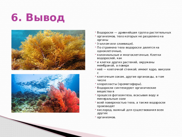 6. Вывод Водоросли — древнейшая группа растительных организмов, тело которых не разделено на органы (таллом или слоевище). По строению тела водоросли делятся на одноклеточные, колониальные и многоклеточные. Клетки водорослей, как и клетки других растений, окружены мембраной, а поверх неё — клеточной стенкой; имеют ядро, вакуоли с клеточным соком, другие органоиды, в том числе хлоропласты (хроматофоры). Водоросли синтезируют органические вещества в процессе фотосинтеза, всасывая воду и минеральные соли всей поверхностью тела, а также водоросли производят кислород, важный для существования всех других организмов. 
