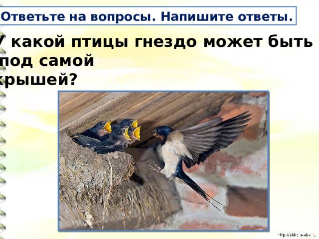 Ответьте на вопросы. Напишите ответы. У какой птицы гнездо может быть  под самой крышей? 