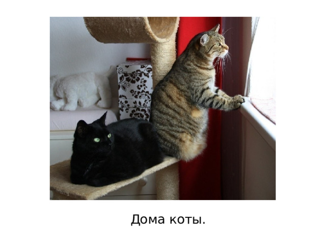 Дома коты. 