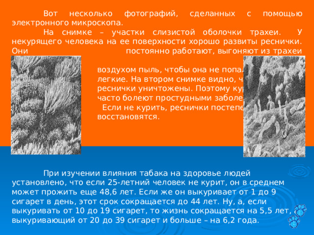  Вот несколько фотографий, сделанных с помощью электронного микроскопа.  На снимке – участки слизистой оболочки трахеи. У некурящего человека на ее поверхности хорошо развиты реснички. Они постоянно работают, выгоняют из трахеи занесенную с  воздухом пыль, чтобы она не попала в  легкие. На втором снимке видно, что  реснички уничтожены. Поэтому курящие  часто болеют простудными заболеваниями  Если не курить, реснички постепенно  восстановятся.  При изучении влияния табака на здоровье людей установлено, что если 25-летний человек не курит, он в среднем может прожить еще 48,6 лет. Если же он выкуривает от 1 до 9 сигарет в день, этот срок сокращается до 44 лет. Ну, а, если выкуривать от 10 до 19 сигарет, то жизнь сокращается на 5,5 лет, а выкуривающий от 20 до 39 сигарет и больше – на 6,2 года. 