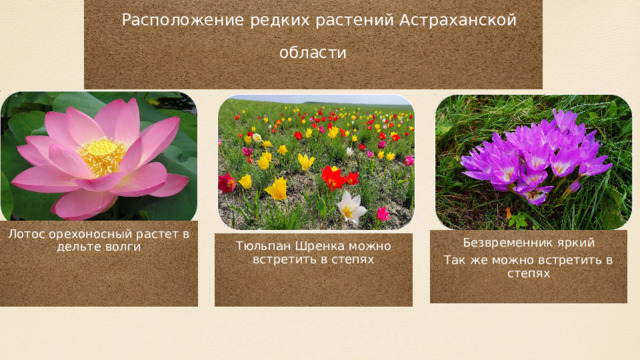 Расположение редких растений Астраханской области Лотос орехоносный растет в дельте волги Безвременник яркий Так же можно встретить в степях Тюльпан Шренка можно встретить в степях 