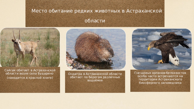 Место обитание редких животных в Астраханской области Сайгак обитает в Астраханской области возле села Бударино (находится в красной книге) Гнездовья орланов-белохвостов особо часто встречаются на территории Астраханского биосферного заповедника Ондатра в Астраханской области обитает по берегам различных водоёмов 