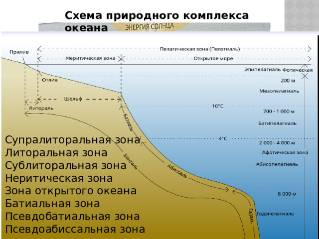 Схема природного комплекса океана Супралиторальная зона Литоральная зона Сублиторальная зона Неритическая зона Зона открытого океана Батиальная зона Псевдобатиальная зона Псевдоабиссальная зона 