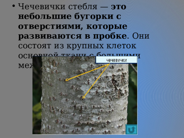 Чечевички стебля —  это небольшие бугорки с отверстиями, которые развиваются в пробке . Они состоят из крупных клеток основной ткани с большими межклетниками. 