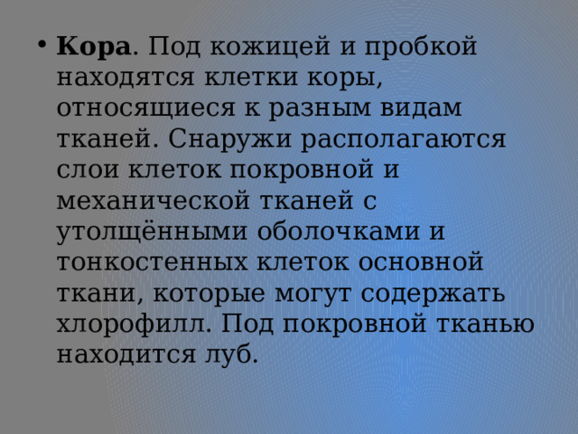 Кора . Под кожицей и пробкой находятся клетки коры, относящиеся к разным видам тканей. Снаружи располагаются слои клеток покровной и механической тканей с утолщёнными оболочками и тонкостенных клеток основной ткани, которые могут содержать хлорофилл. Под покровной тканью находится луб. 