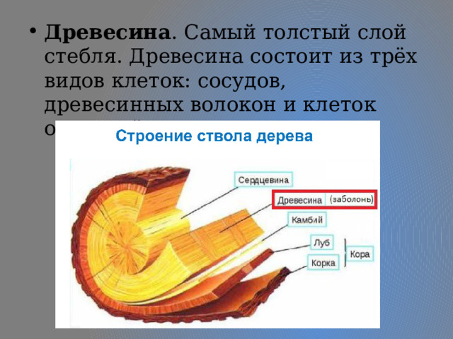 Древесина . Самый толстый слой стебля. Древесина состоит из трёх видов клеток: сосудов, древесинных волокон и клеток основной ткани. 