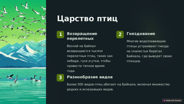 Царство птиц Возвращение перелетных Гнездование 1 2 Многие водоплавающие птицы устраивают гнезда на скалистых берегах Байкала, где выводят своих птенцов. Весной на Байкал возвращаются тысячи перелетных птиц, таких как лебеди, гуси и утки, чтобы провести теплое время года. Разнообразие видов 3 Более 300 видов птиц обитает на Байкале, включая множество редких и исчезающих видов.  