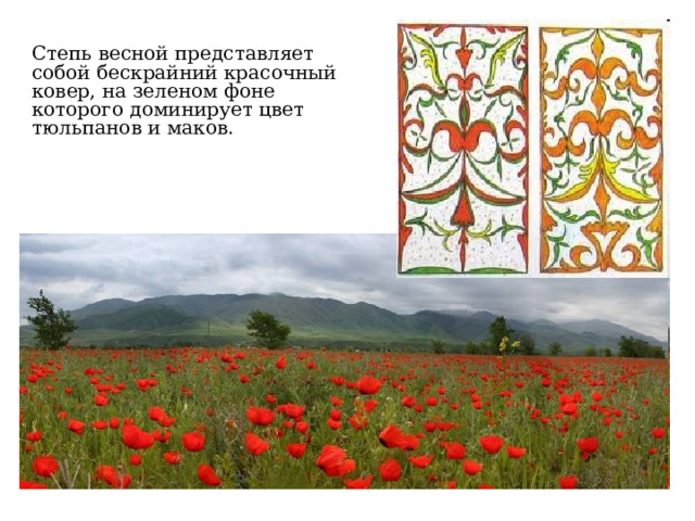 Степь весной представляет собой бескрайний красочный ковер, на зеленом фоне которого доминирует цвет тюльпанов и маков . 