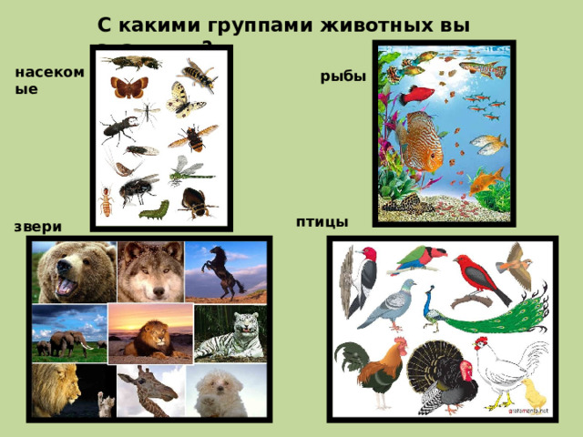 С какими группами животных вы знакомы ? насекомые рыбы птицы звери 