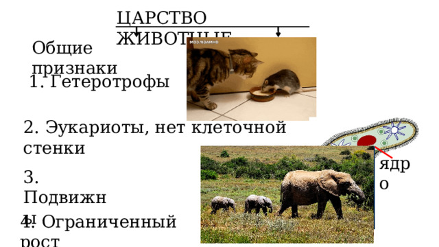 ЦАРСТВО ЖИВОТНЫЕ Общие признаки 1. Гетеротрофы 2. Эукариоты, нет клеточной стенки ядро 3. Подвижны 4. Ограниченный рост 