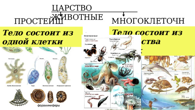 ЦАРСТВО ЖИВОТНЫЕ МНОГОКЛЕТОЧНЫЕ ПРОСТЕЙШИЕ Тело состоит из множества клеток Тело состоит из одной клетки ПОЗВОНОЧНЫЕ БЕСПОЗВОНОЧНЫЕ 