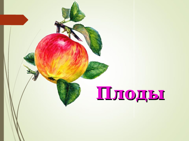 Плоды  