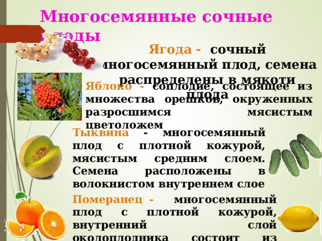 Многосемянные сочные плоды Ягода - сочный многосемянный плод, семена распределены в мякоти плода Яблоко - соплодие, состоящее из множества орешков, окруженных разросшимся мясистым  цветоложем Тыквина - многосемянный плод с плотной кожурой, мясистым средним слоем. Семена расположены в волокнистом внутреннем  слое Померанец - многосемянный плод с плотной кожурой, внутренний слой околоплодника состоит из долек с жидким соком  