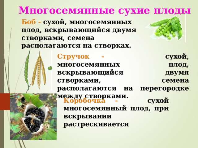 Многосемянные сухие плоды Боб - сухой, многосемянных плод, вскрывающийся двумя створками, семена располагаются на створках.  Стручок - сухой, многосемянных плод, вскрывающийся двумя створками, семена располагаются на перегородке между створками. Коробочка - сухой многосемянный плод, при вскрывании растрескивается  