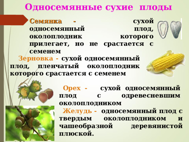   Односемянные сухие плоды Семянка -  сухой односемянный плод, околоплодник которого прилегает, но не срастается с семенем  Зерновка - сухой односемянный плод, пленчатый околоплодник которого срастается с семенем  Орех - сухой односемянный плод с одревесневшим околоплодником  Желудь - односемянный плод с твердым околоплодником и чашеобразной деревянистой плюской. 