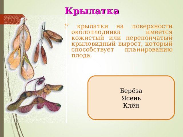 Крылатка У крылатки на поверхности околоплодника имеется кожистый или перепончатый крыловидный вырост, который способствует планированию плода. Берёза Ясень Клён  
