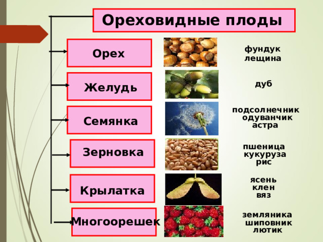 Ореховидные плоды фундук Орех лещина дуб Желудь подсолнечник одуванчик Семянка астра пшеница Зерновка кукуруза рис ясень клен Крылатка вяз земляника Многоорешек шиповник лютик 