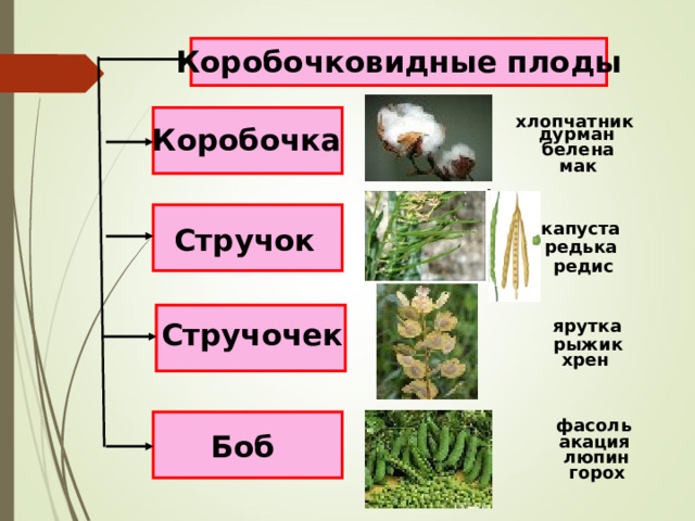 Коробочковидные плоды хлопчатник Коробочка дурман белена мак капуста Стручок редька редис ярутка Стручочек рыжик хрен фасоль Боб акация люпин горох 