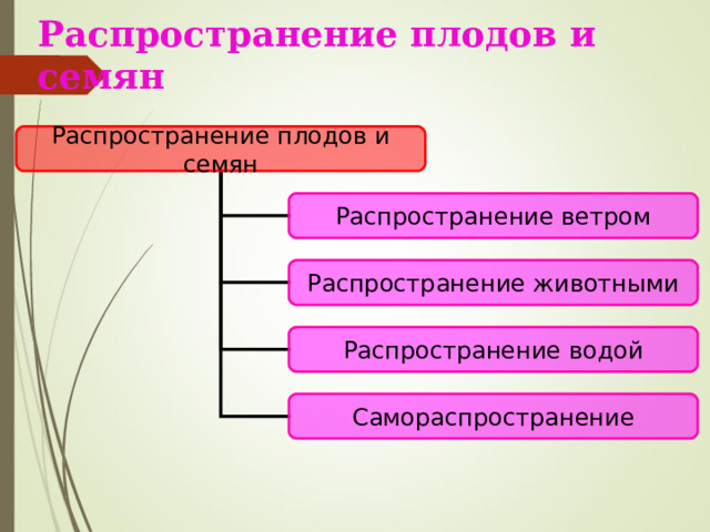 Распространение плодов и семян Распространение плодов и семян Распространение ветром Распространение животными Распространение водой Самораспространение 