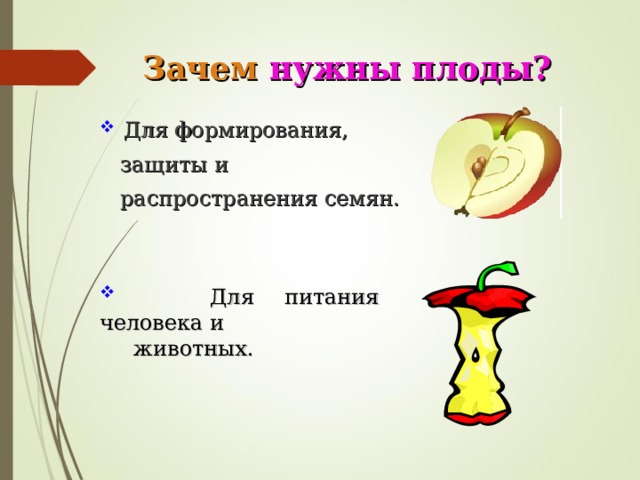 Зачем  нужны плоды?  Для формирования,  защиты и  распространения семян.  Для питания человека и  животных. 
