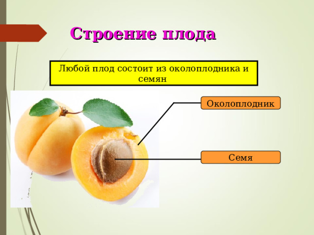 Строение плода Любой плод состоит из околоплодника и семян Околоплодник Семя 