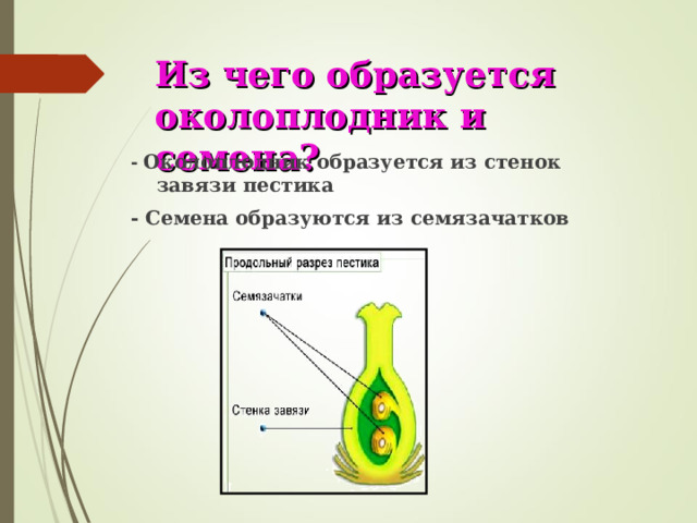 Из чего образуется околоплодник и семена? -  Околоплодник образуется из стенок завязи пестика - Семена образуются из семязачатков 