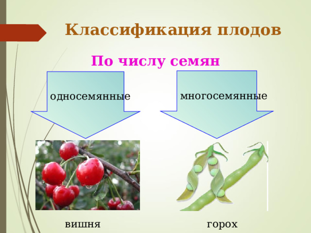 Классификация плодов По числу семян многосемянные односемянные вишня горох 