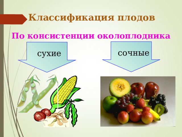 Классификация плодов По консистенции околоплодника  сочные  сухие 