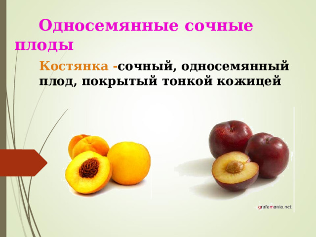  Односемянные сочные плоды Костянка - сочный, односемянный плод, покрытый тонкой кожицей  