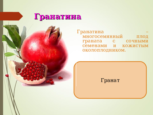 Гранатина Гранатина – многосемянный плод граната с сочными семенами и кожистым околоплодником. Гранат 