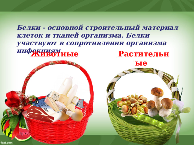 Белки - основной строительный материал клеток и тканей организма. Белки участвуют в сопротивлении организма инфекциям .  Животные  Растительные  