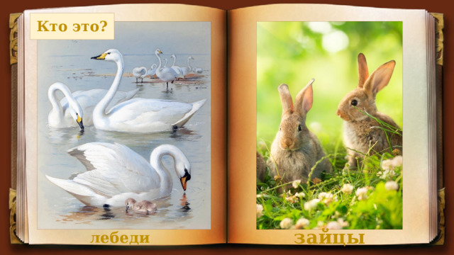 Кто это? лебеди зайцы 